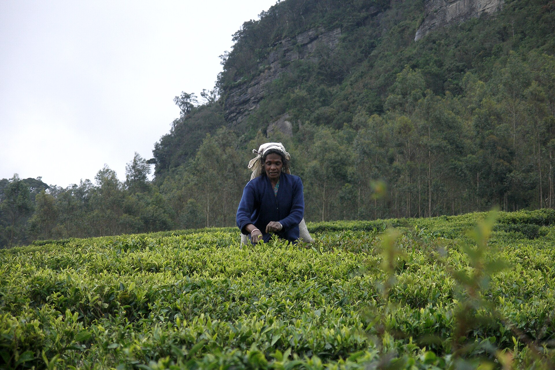 Tea pickers harvesting fresh leaves on a hillside plantation near Nuwara Eliya