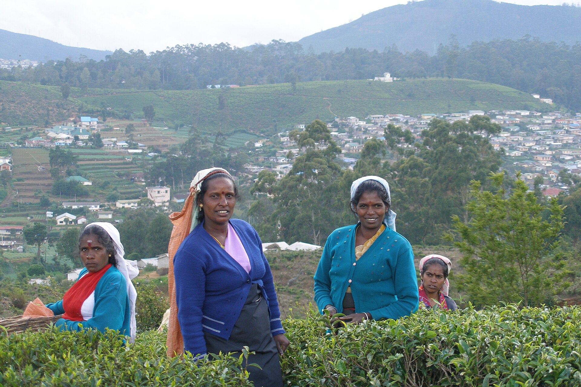 Neat rows of a tea estate in the cool highlands of Nuwara Eliya