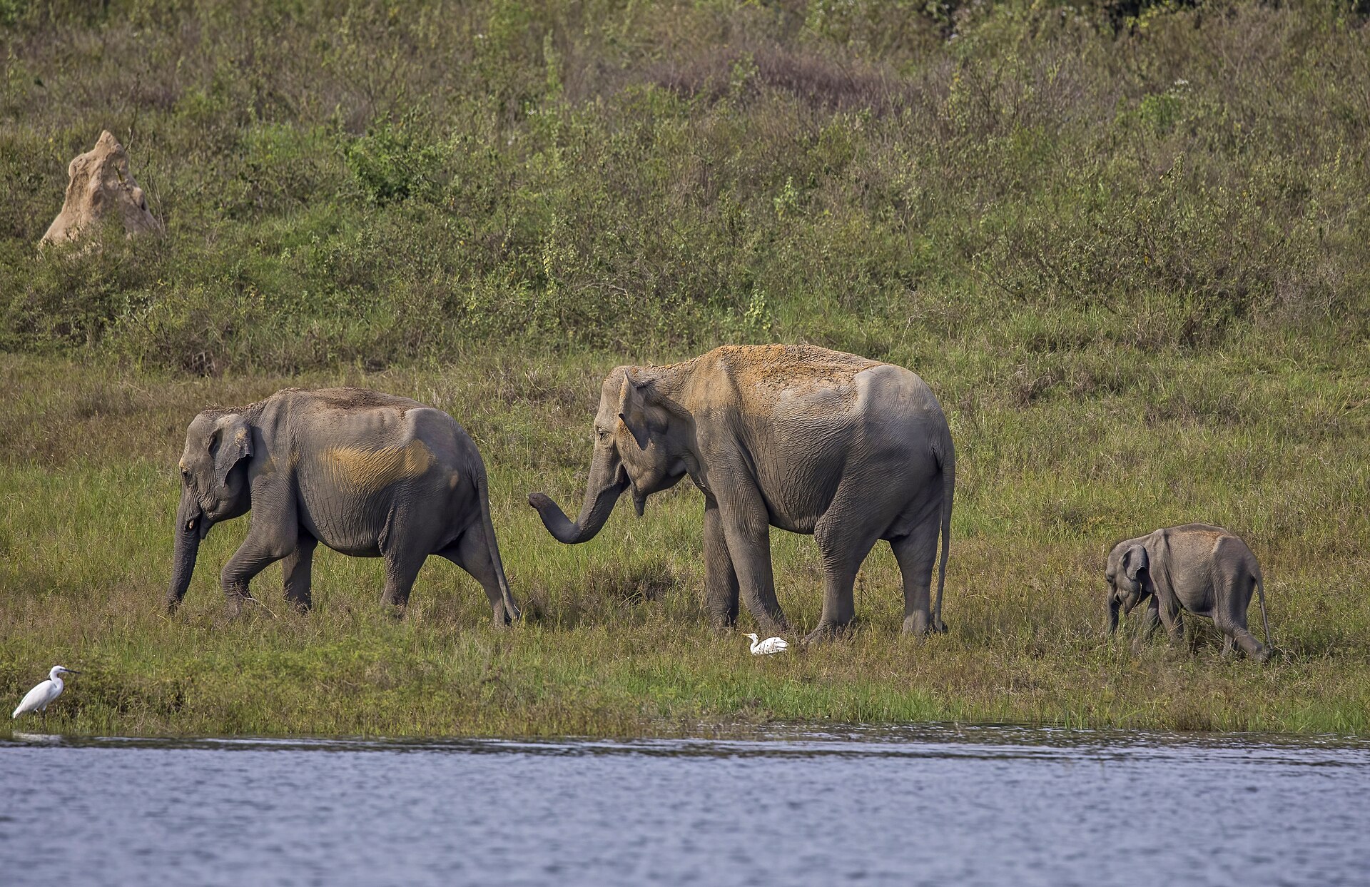 A family of Sri Lankan elephants in Yala National Park